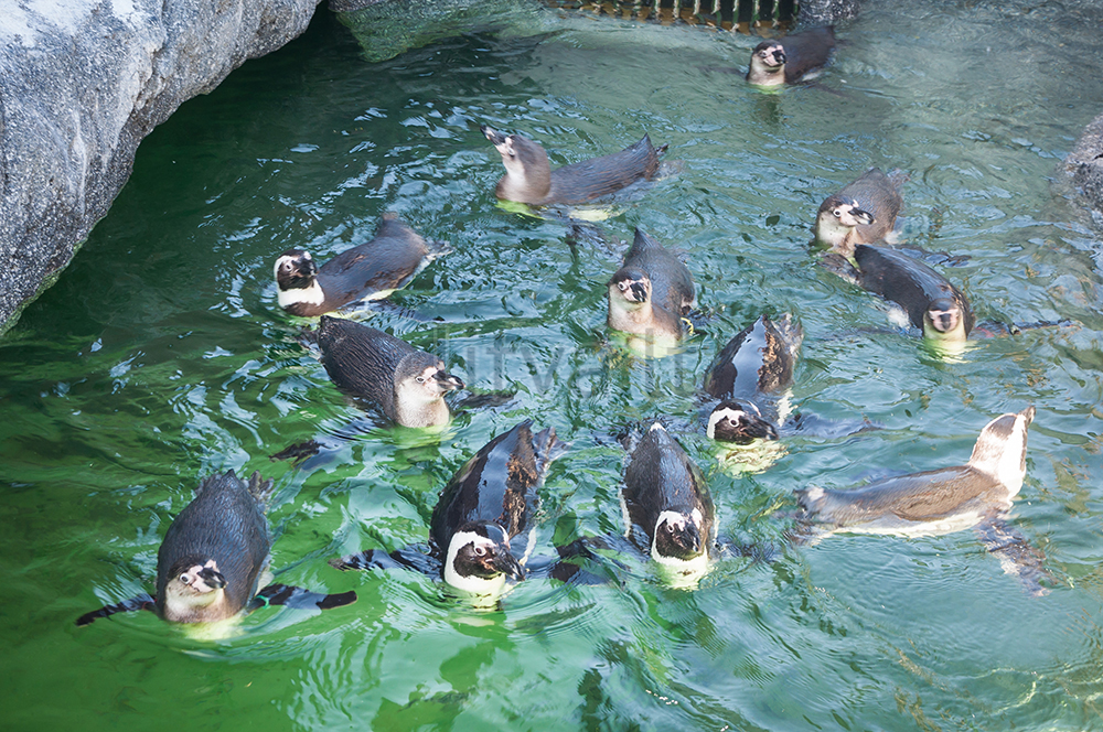 Морской музей-аквариум на Куршской косе в Клайпеде — бассейн с пингвинами и морскими львами